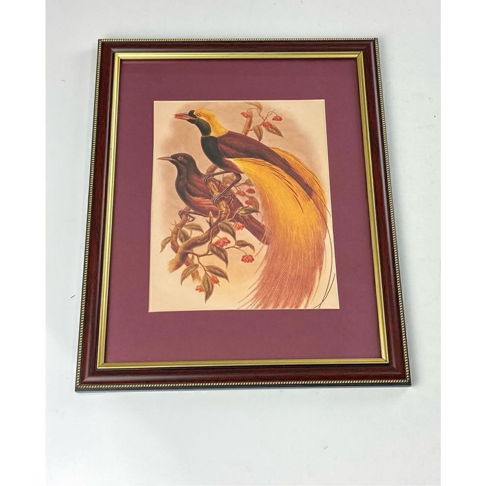 Vintage Paradisea Apoda Bird of Paradise by John Gould Framed Print 12.5x15.5in